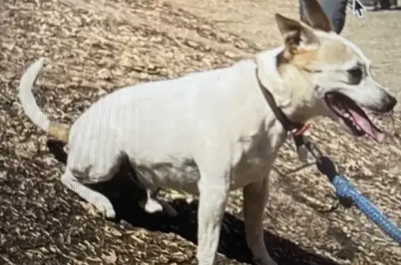 Missing dog , photo: Lost dog