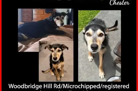 Missing dog , photo: Lost dog