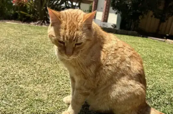 Missing cat, Sydney