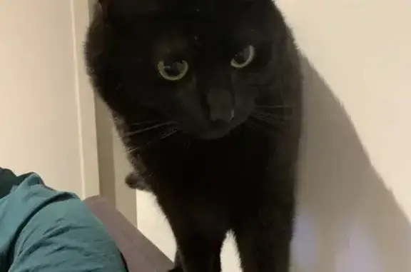 Lost pets , photo: Lost cat