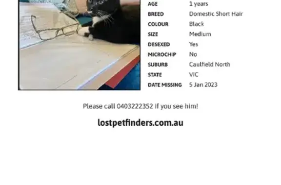 Missing cat, Melbourne