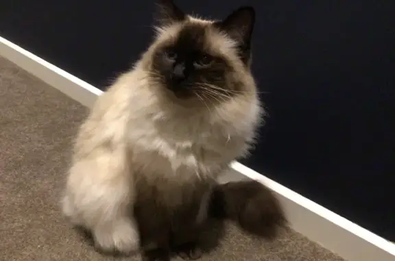 Missing cat, Franklin
