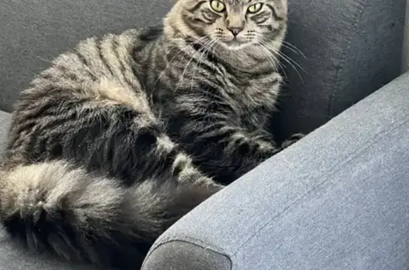 Missing cat, Brisbane