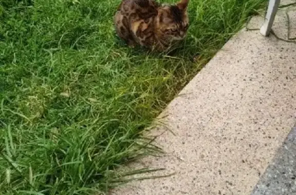 Missing cat , photo: Lost cat