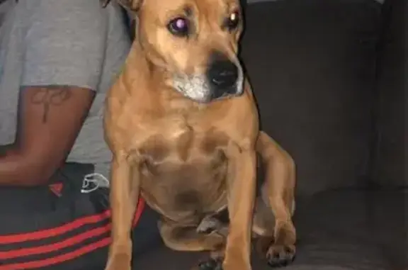 Missing dog , photo: Lost dog