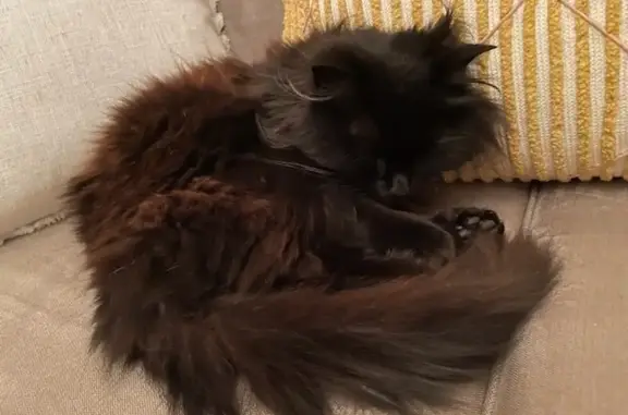 Missing cat , photo: Lost cat