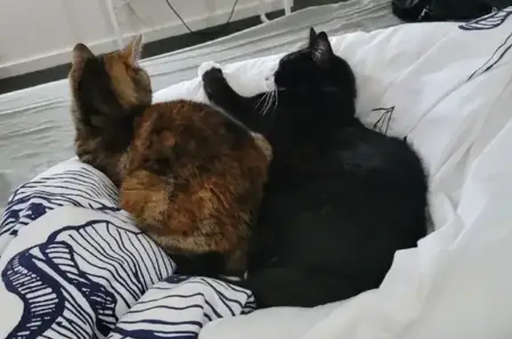 Missing cat , photo: Lost cat