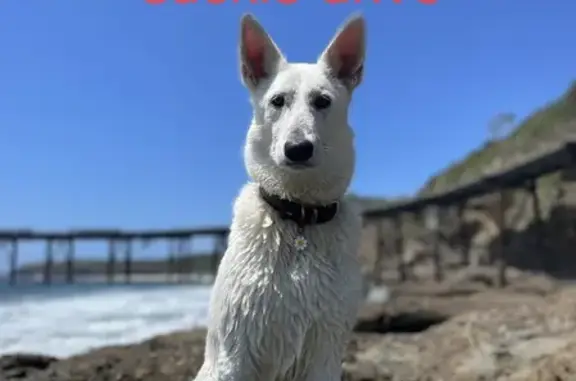 Missing dog, Newcastle