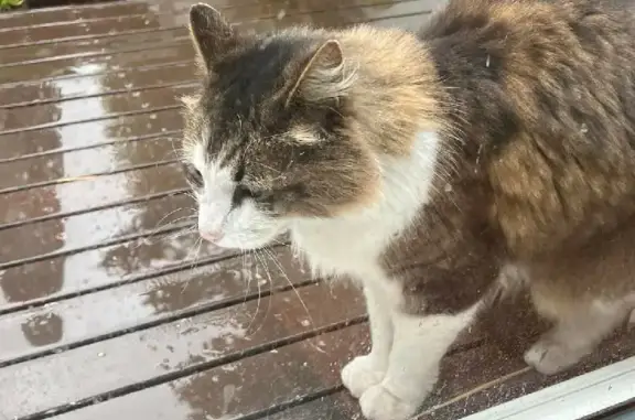 Cat found, Melbourne