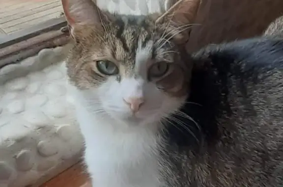 Missing cat, Hobart