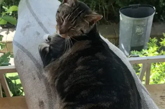 Missing cat, Adelaide