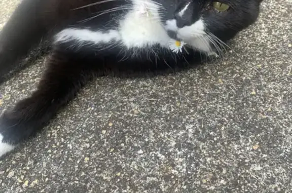 Missing cat , photo: Lost cat