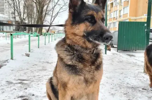 Знайдено собаку, Харків