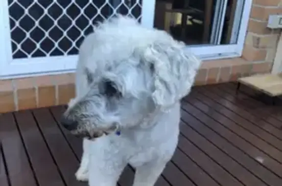 Missing dog, Melbourne