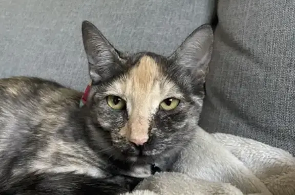 Missing cat, Brisbane