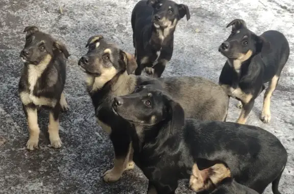 Знайдено собаку, Запоріжжя