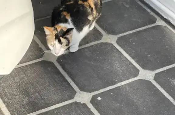 Missing cat, Gold Coast