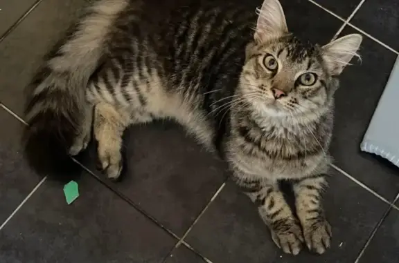 Missing cat, Adelaide