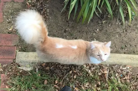 Missing cat, Perth (WA)