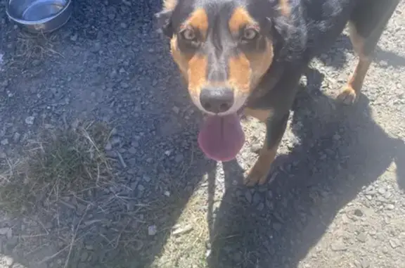 Found pets , photo: Found dog