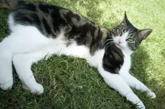 Missing cat , photo: Lost cat
