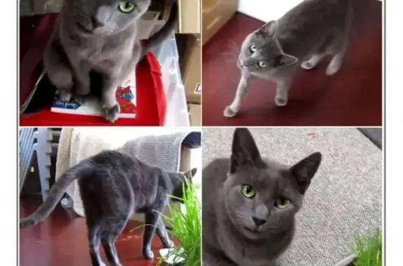 Missing cat, Hobart