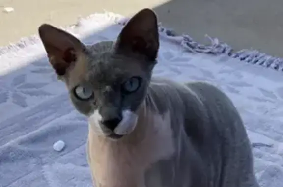 Lost pets , photo: Lost cat