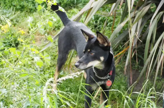 Missing dog, Melbourne