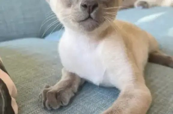 Lost pets , photo: Lost cat