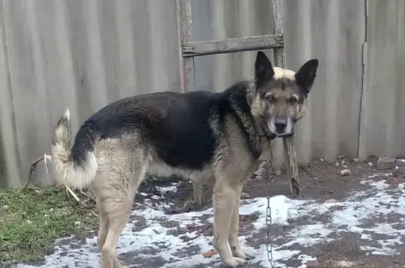 Знайдено собаку, Київ