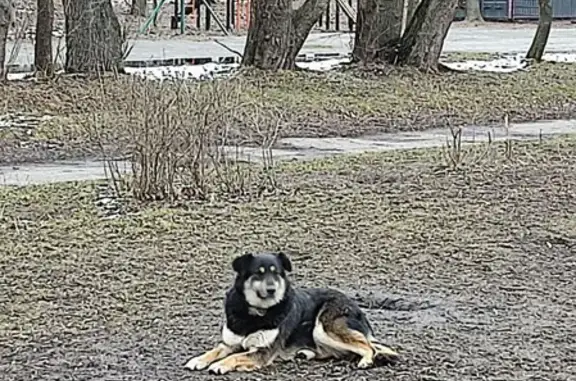 Знайдено собаку, Київ