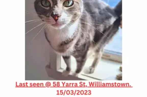 Missing cat, Melbourne