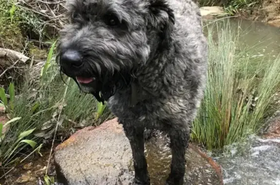 Missing dog, Perth (WA)