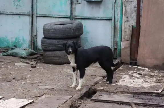 Зникла собака