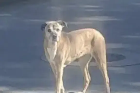 Missing dog , photo: Lost dog