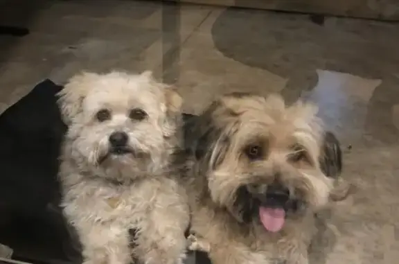 Missing dog , photo: Lost dog