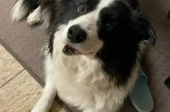Missing dog , photo: Lost dog