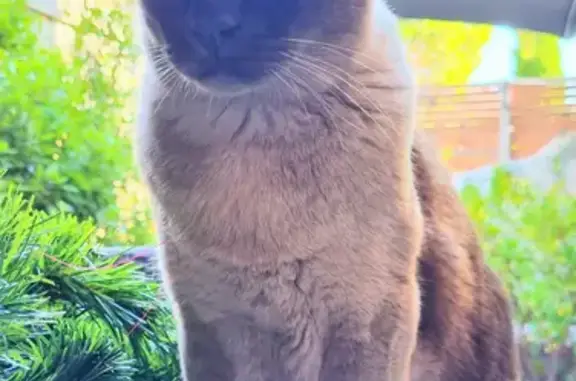 Missing cat, Melbourne