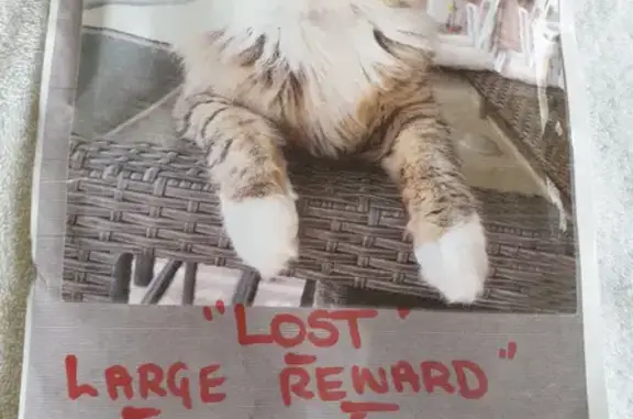 Missing cat, Adelaide