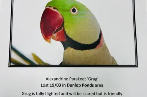 Lost bird, Canberra