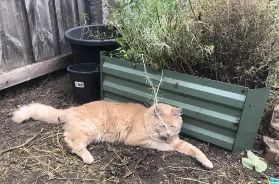 Missing cat, Melbourne