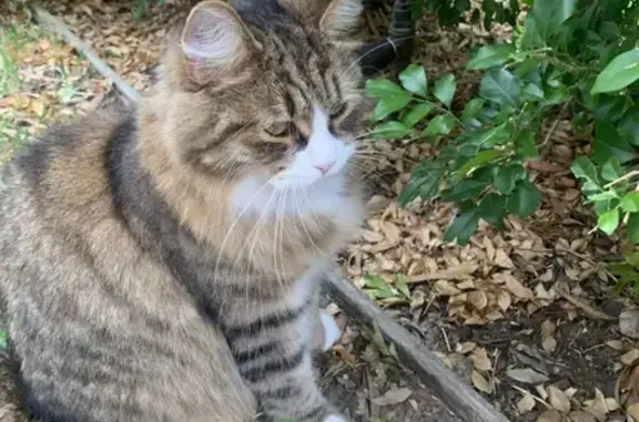 Missing cat, Sydney