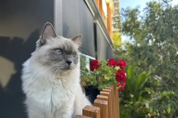 Missing cat, Brisbane