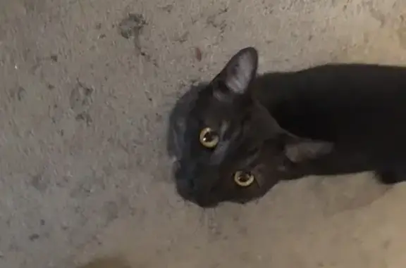 Found cat , photo: Found cat