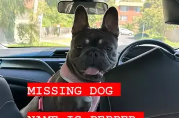 Missing dog, Melbourne