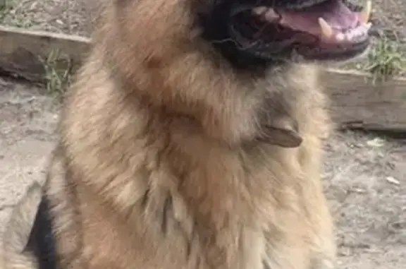 Missing dog , photo: Lost dog