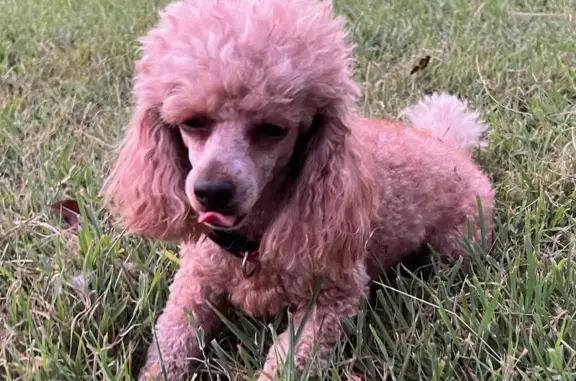 Missing dog , photo: Lost dog