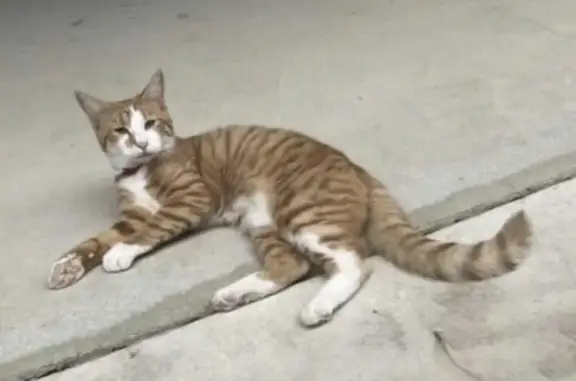Cat found, Perth (WA)