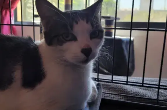 Cat found, Perth (WA)