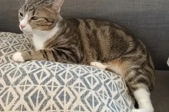 Missing cat, Brisbane